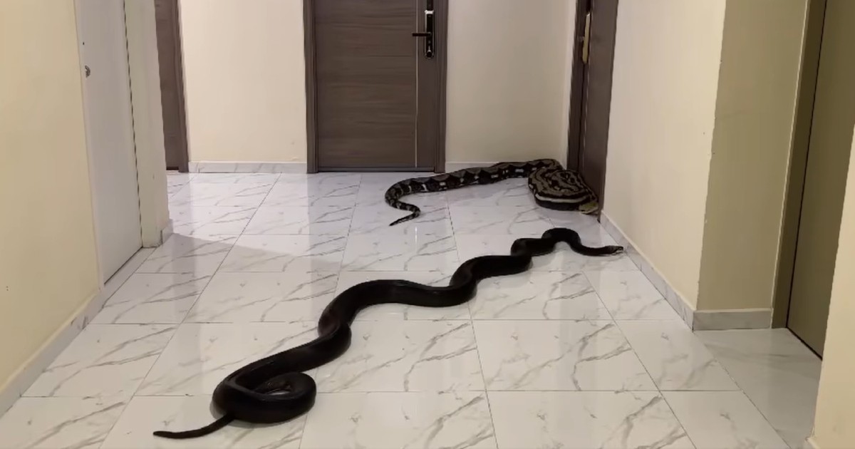 No joke: Bangkok condo resident releases snakes in corridor to protest neighbour's noisy dog