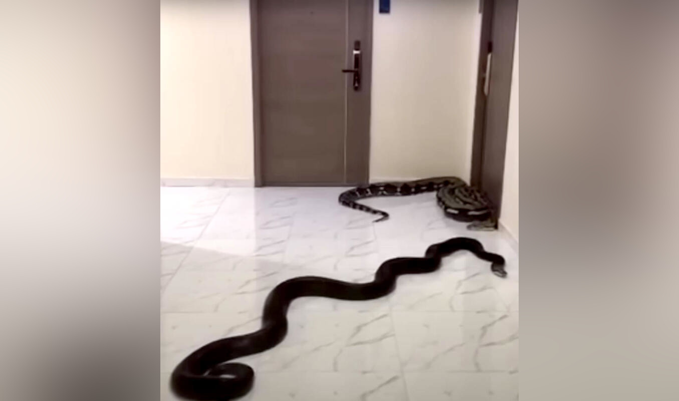 Man releases snakes in Bangkok condo to protest against neighbour’s noisy dog despite ban on pets