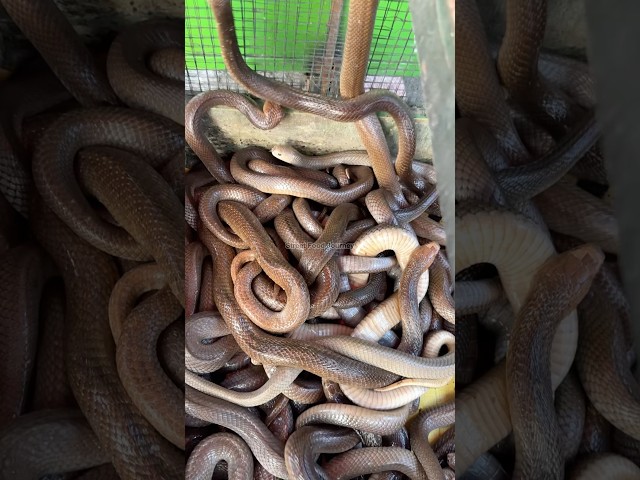 Must Try Snake Skewers In Jakarta Indonesia