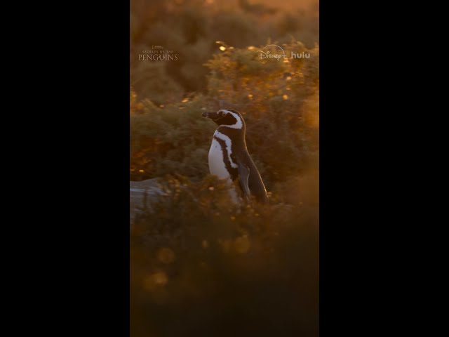 Meet the Magellanic penguins of Argentina #SecretsOfThePenguins