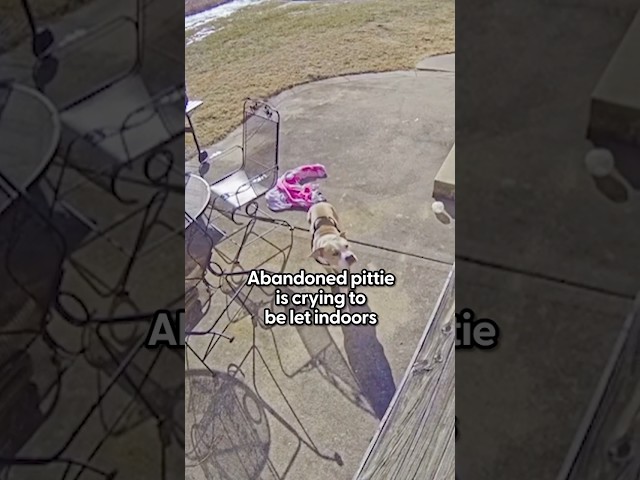 Stray Pittie Cries Outside Their Door To Be Let In From The Cold | The Dodo