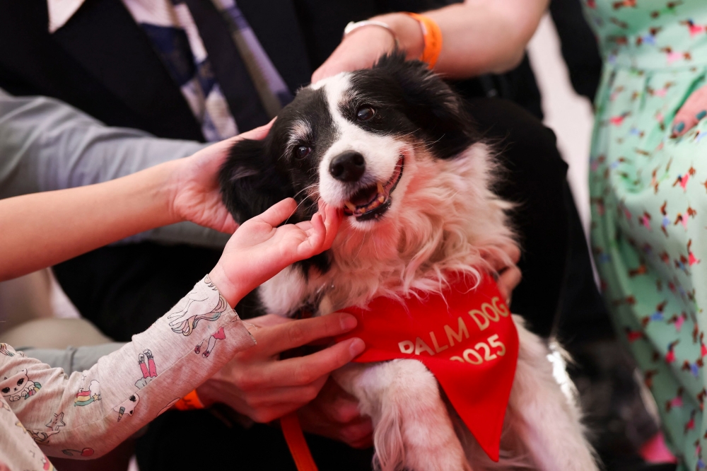 Barking, bandanas and red carpet zoomies: Cannes’ Palm Dog goes to real-life Icelandic star Panda 