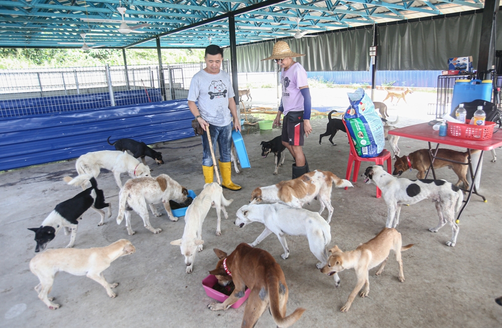 As Kuching fights rabies, mayor reminds advocates ‘I totally get your love for animals, but human lives are equally precious’