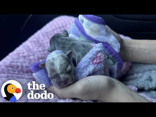 Watch These TINY Frenchies Turn Into Chaotic Potatoes | The Dodo