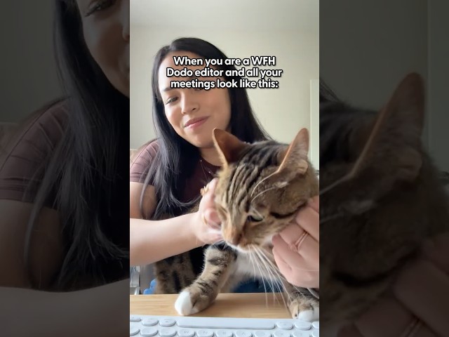 When You WFH And Your Meetings Look Like This | The Dodo