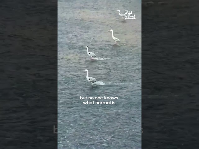 Heron Flock Ominously Stands In River