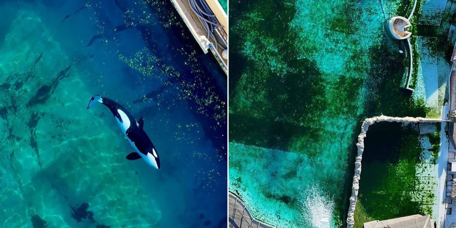 2 Captive killer whales abandoned for 4 months after marine park in France closed down