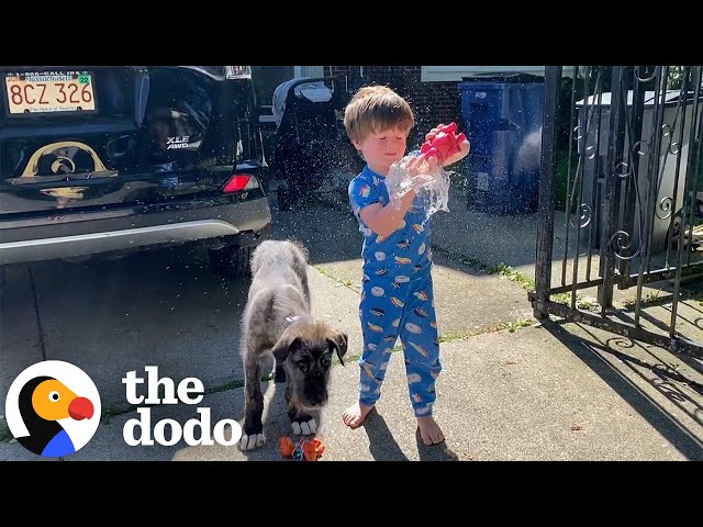 Little Boy Gets A Puppy Who Grows Up To Be ENORMOUS | The Dodo