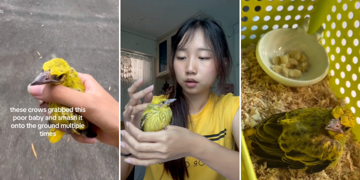 S’pore student rescues baby oriole from crow attack, nurses it back to health