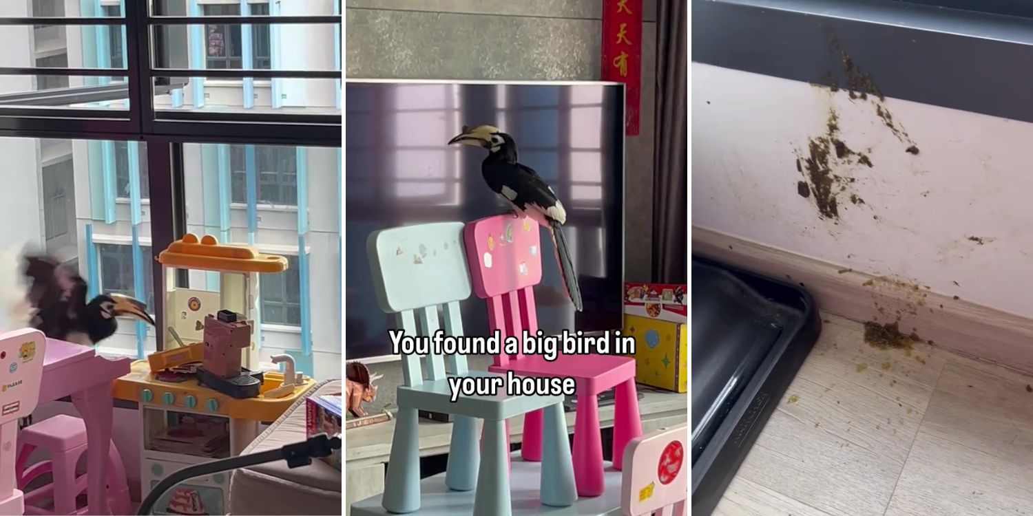 ‘Poop & pee everywhere’: hornbill leaves terrible mess after flying into woodleigh home