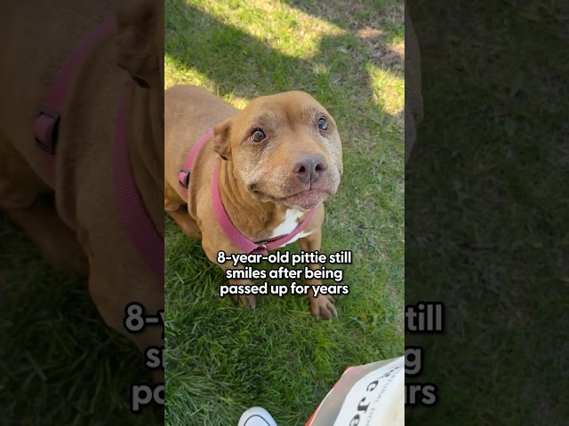 8-Year-Old Pittie Still Smiles After Being Passed Over For Years | The Pack