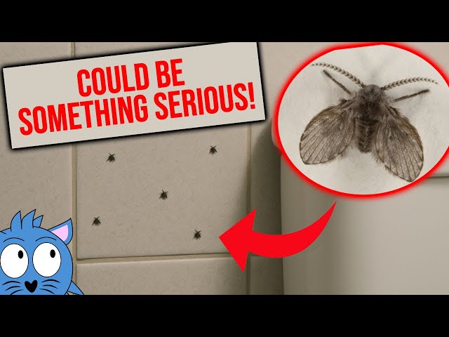 You Must Watch This If You Have These Drain Flies in Your Toilet