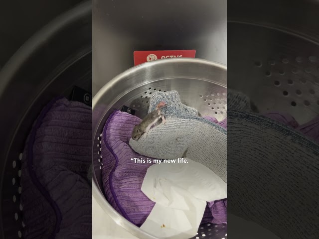 Baby Mouse Was Smaller Than A Wine Cork | The Dodo