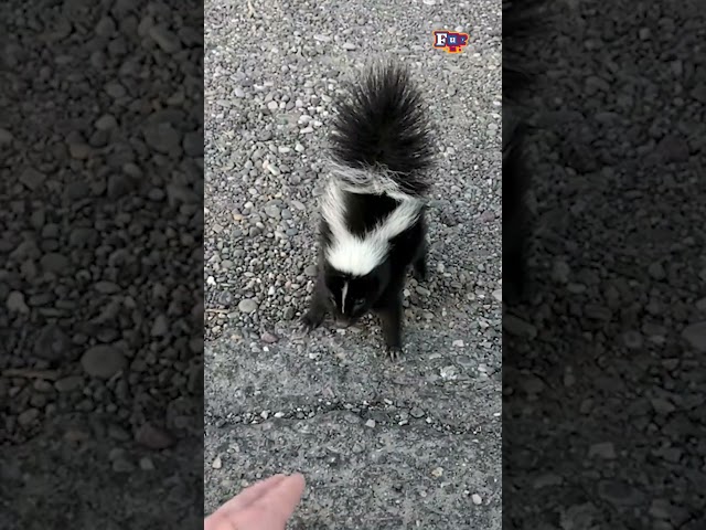 Baby Skunk Acts Tough When Approached By Stranger