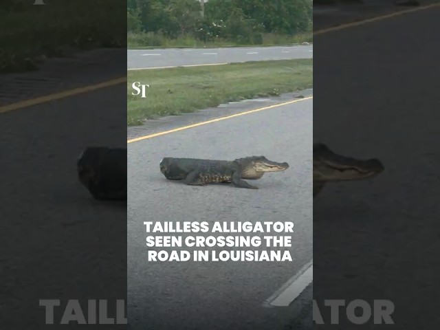 Tailless alligator seen crossing the road in Louisiana, US