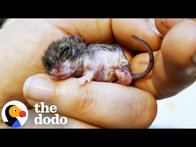 Baby Mouse Was Smaller Than A Wine Cork | The Dodo