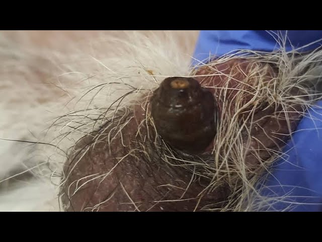 Gigantic Botfly Larvae Removed From Rabbit #145