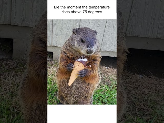 Groundhog Cools Off With A Tasty Treat 🍦