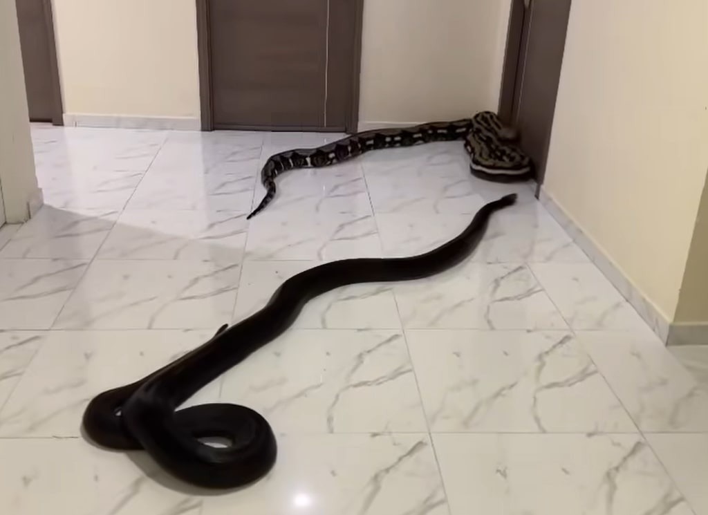 Condo Resident In Thailand Releases 2 Huge Snakes In Hallway After Years Of Complaints About Noisy Pets Ignored