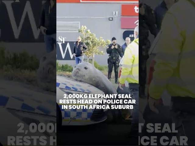 2,000kg elephant seal rests head on police car in South African suburb