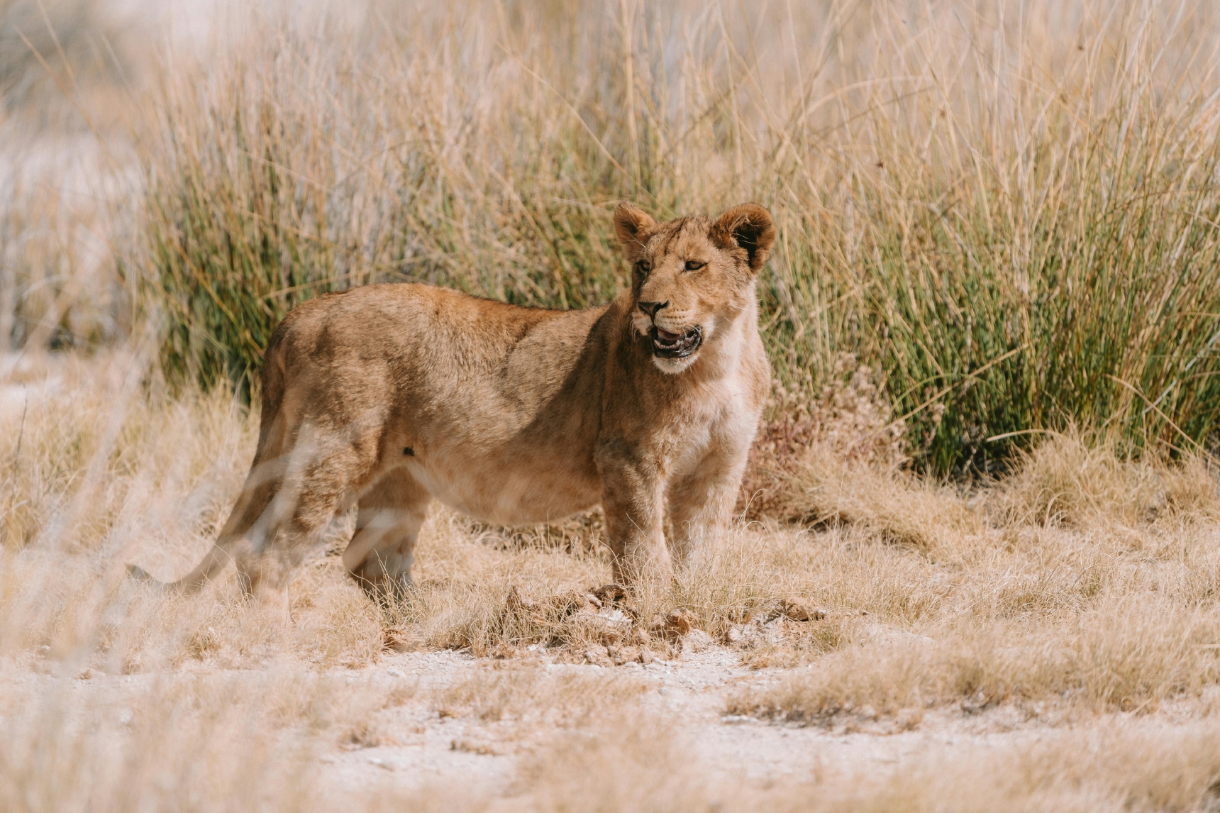 Lion kills man at a safari lodge in Namibia
