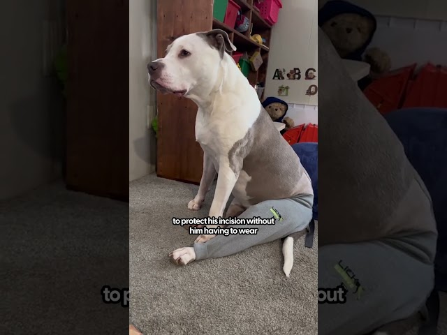 5 Things That Helped Our Dog Recover From ACL Surgery | The Pack