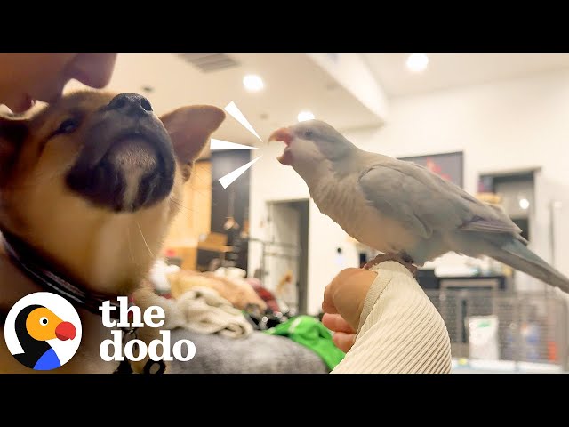 Bird Is Not Happy When His Parents Bring Home A Puppy | The Dodo