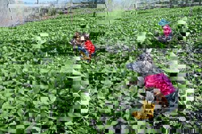 Age not the only factor behind moribund farms
