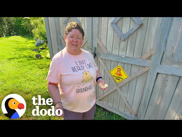 Groundhog Causes Nonstop Emotional Turmoil For This Couple | The Dodo