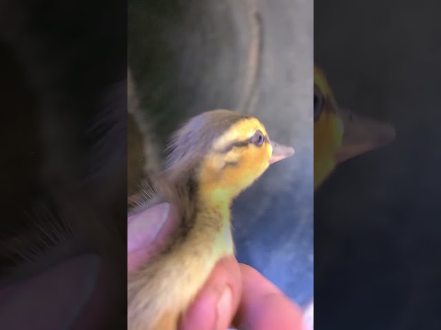 Guy Rescues 10 Baby Ducklings Trapped in Manhole | The Dodo