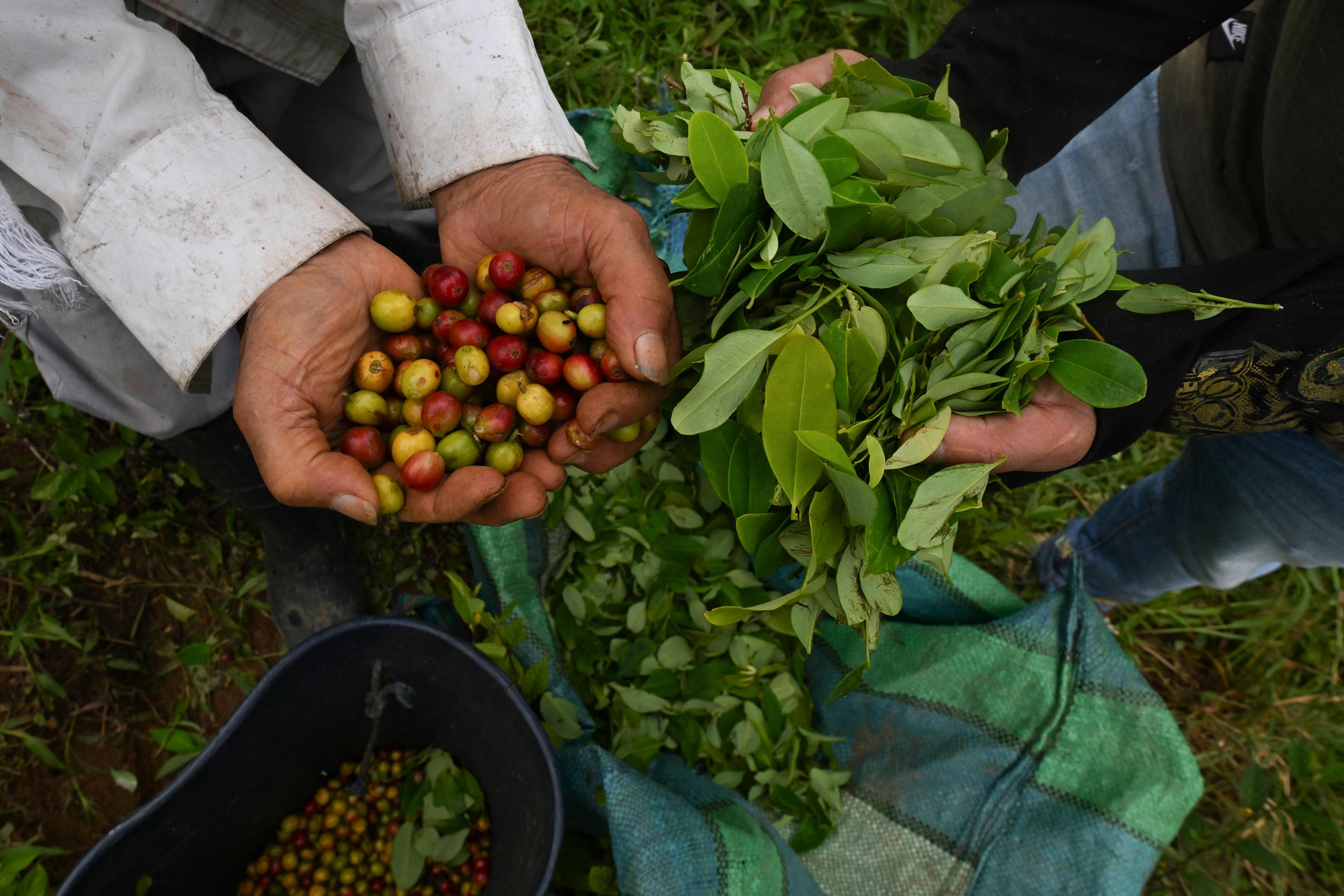 Aiming a blow at drug traffickers, Colombia pays farmers to uproot coca