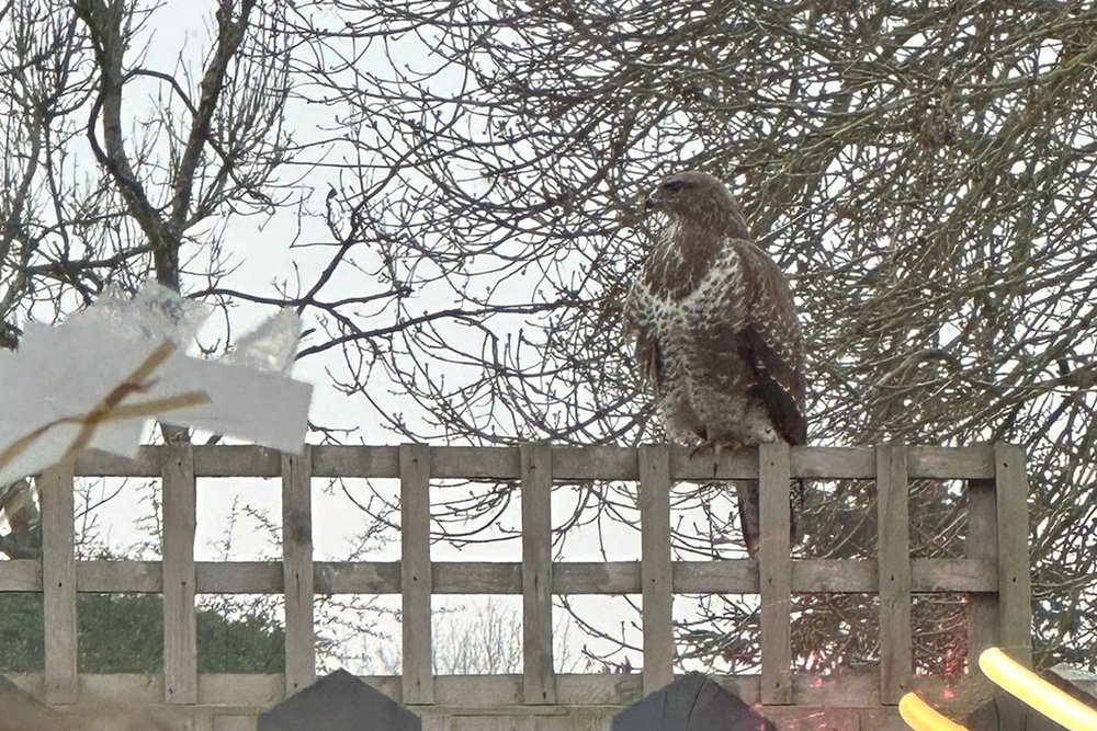 How a dive-bombing buzzard named Brenda sent terrified schoolchildren indoors
