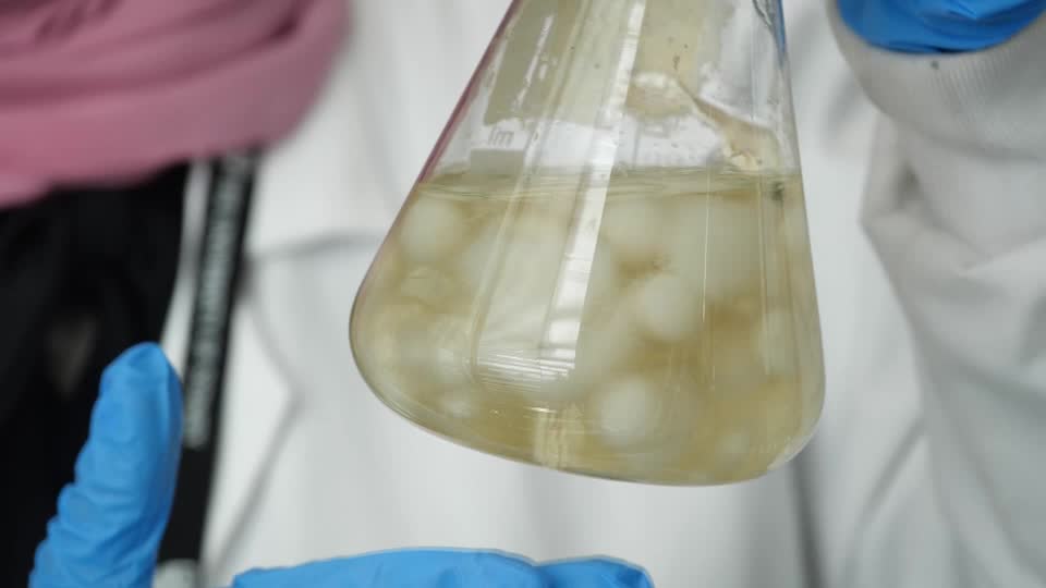 Could this fungus help tackle the plastic waste crisis?
