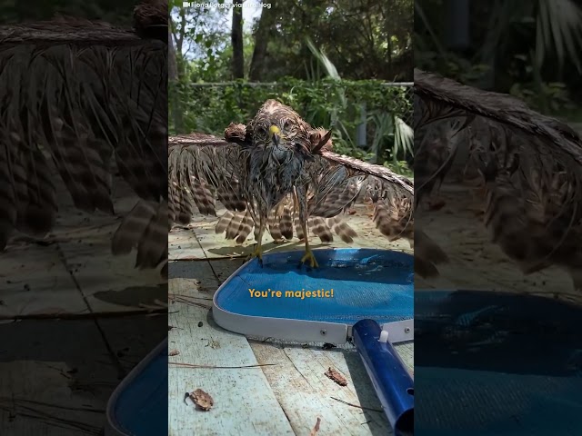 Hawk Rescued From Backyard Pool During Intense Heat Wave | The Dodo