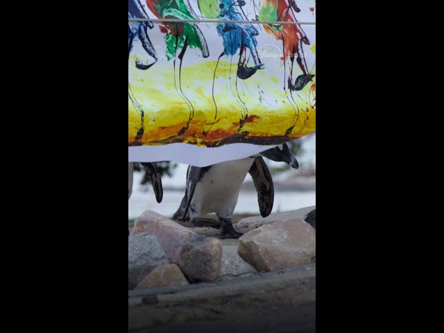 What would happen if a penguin left the ice for city streets? 🐧#SecretsOfThePenguins