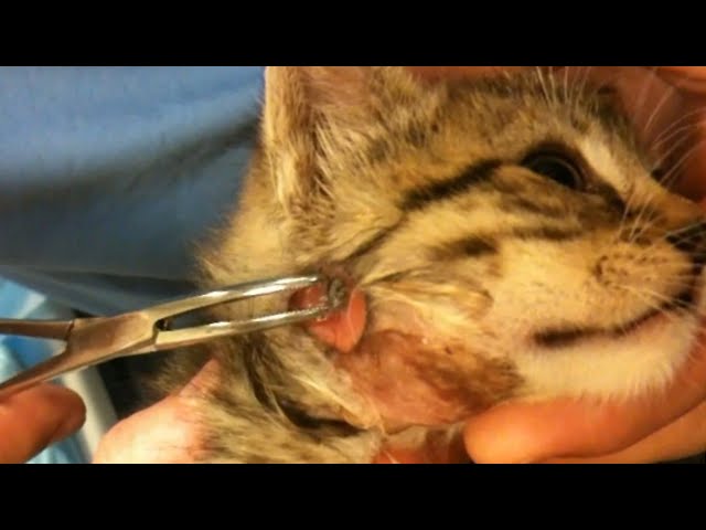 Immense Botfly Larvae Extracted From Poor Kitten #193