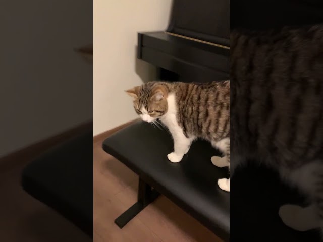 Cat Melts Onto Piano Every Day While His Parents Practice | The Dodo