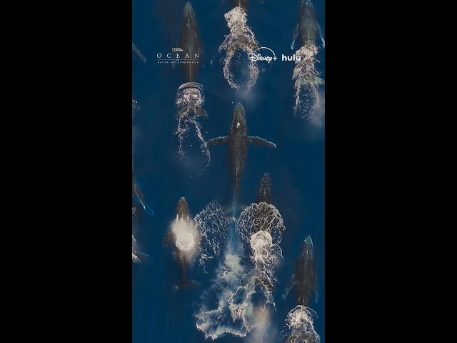 Dive beneath the waves in Ocean with David Attenborough