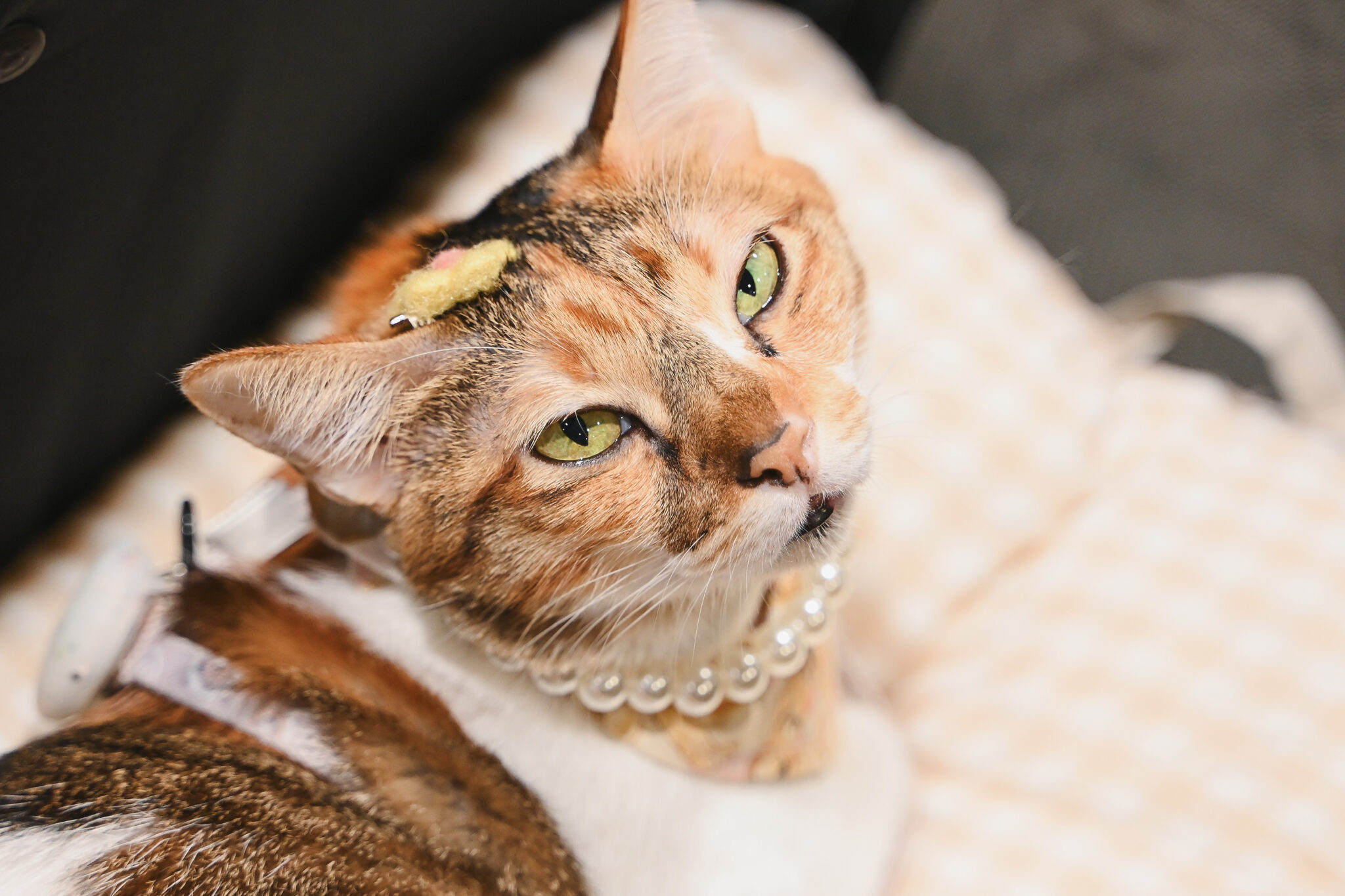 Asia Cat Expo is Back: The Largest Cat-Exclusive Event in Singapore for Cat Lovers