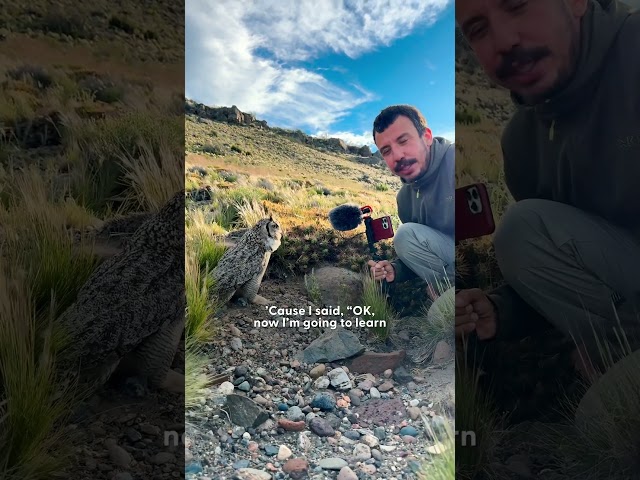 Guy Interviews An Owl In The Wild | The Dodo