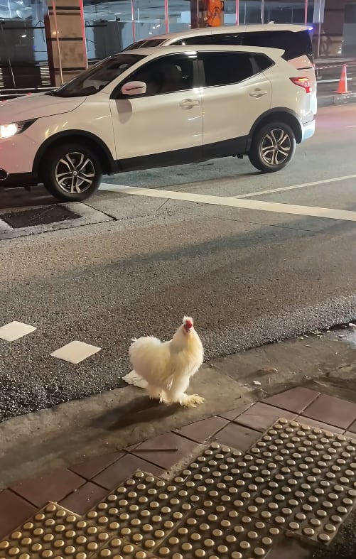 S'pore Pedestrians Help Confused-Looking Silkie Chicken To Cross Road Safely; May Have Saved It From Becoming Roadkill