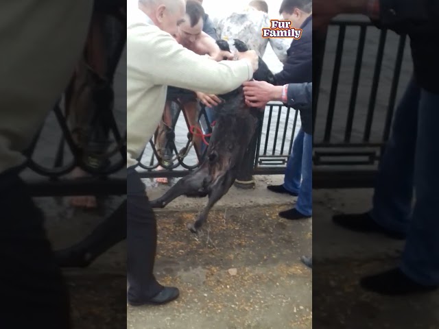 Men Save Dog Trapped In Freezing Cold Water