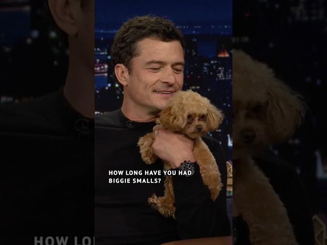#OrlandoBloom brings his teeny tiny puppy Biggie Smalls out 🥹 #FallonTonight