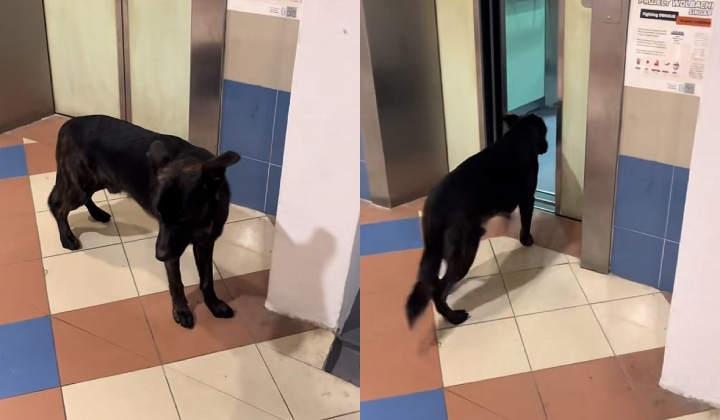 Unexpected Elevator Guest – Dog Joins Abang Rider Mid-Delivery
