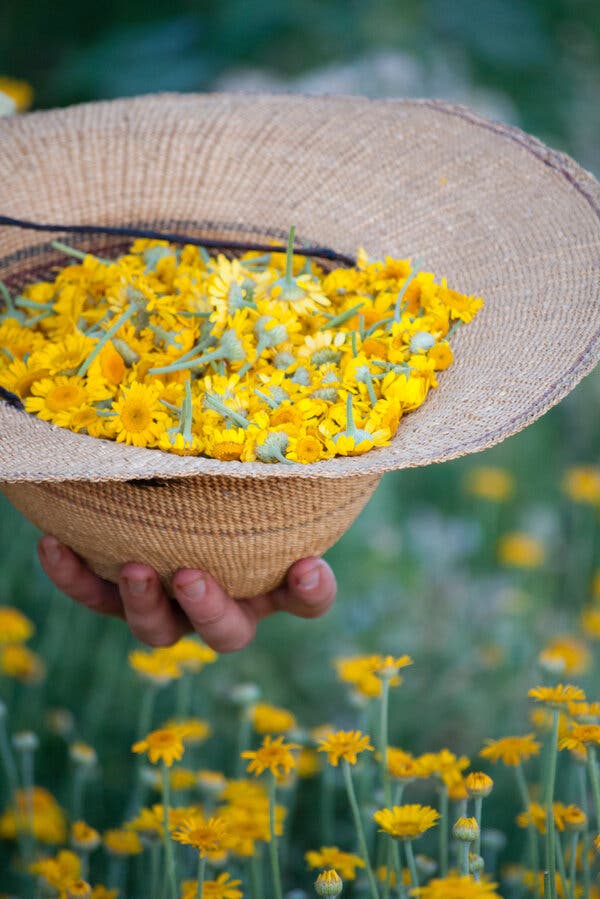 Use Natural Plant Dyes to Infuse Memories Onto Fabrics