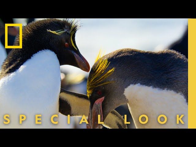 Interspecies Penguin Love? Macaroni x Rockhopper | Secrets of the Penguins | National Geographic