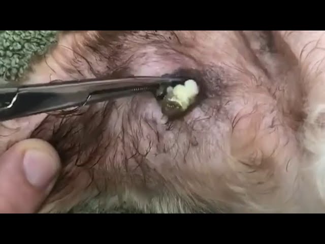 Removing A Big Foxtail From Bunny#428