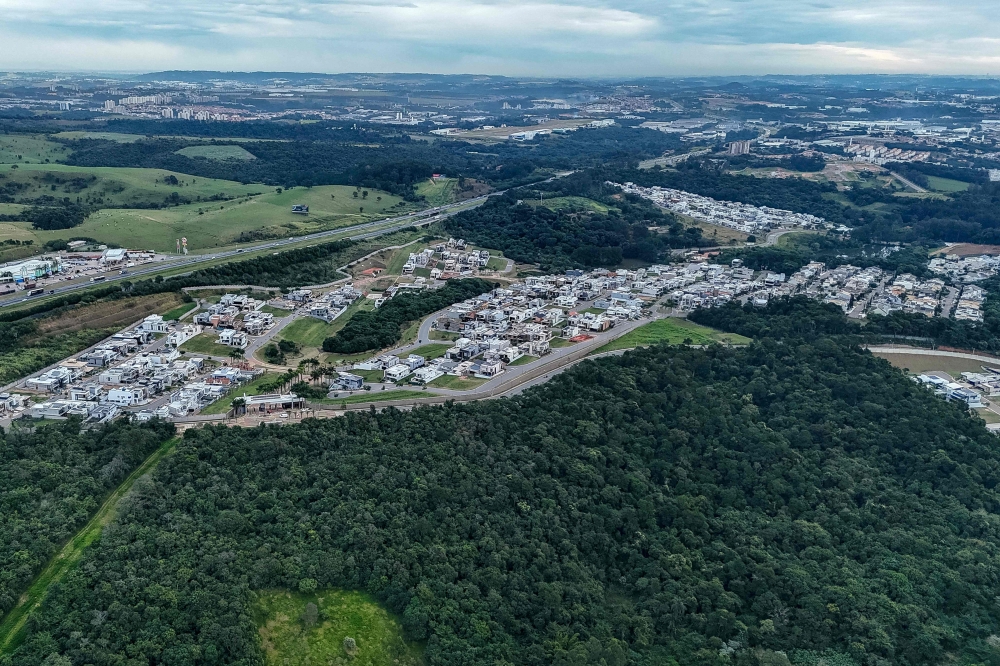 Sao Paulo’s pumas under attack as ‘stone jungle’ threatens rainforest
