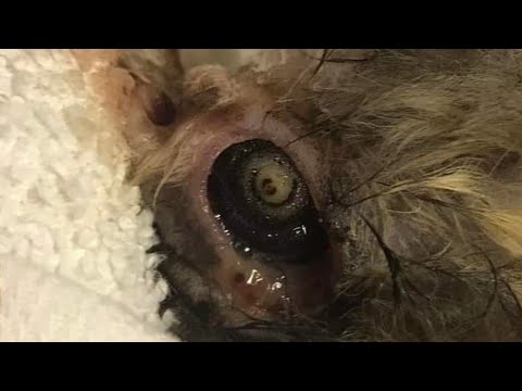 Big Foxtail Eliminated From Rabbit #501