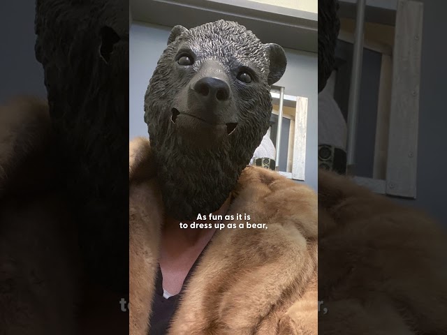 People Are Wearing Bear Costumes To Take Care Of Bear Cub | The Dodo